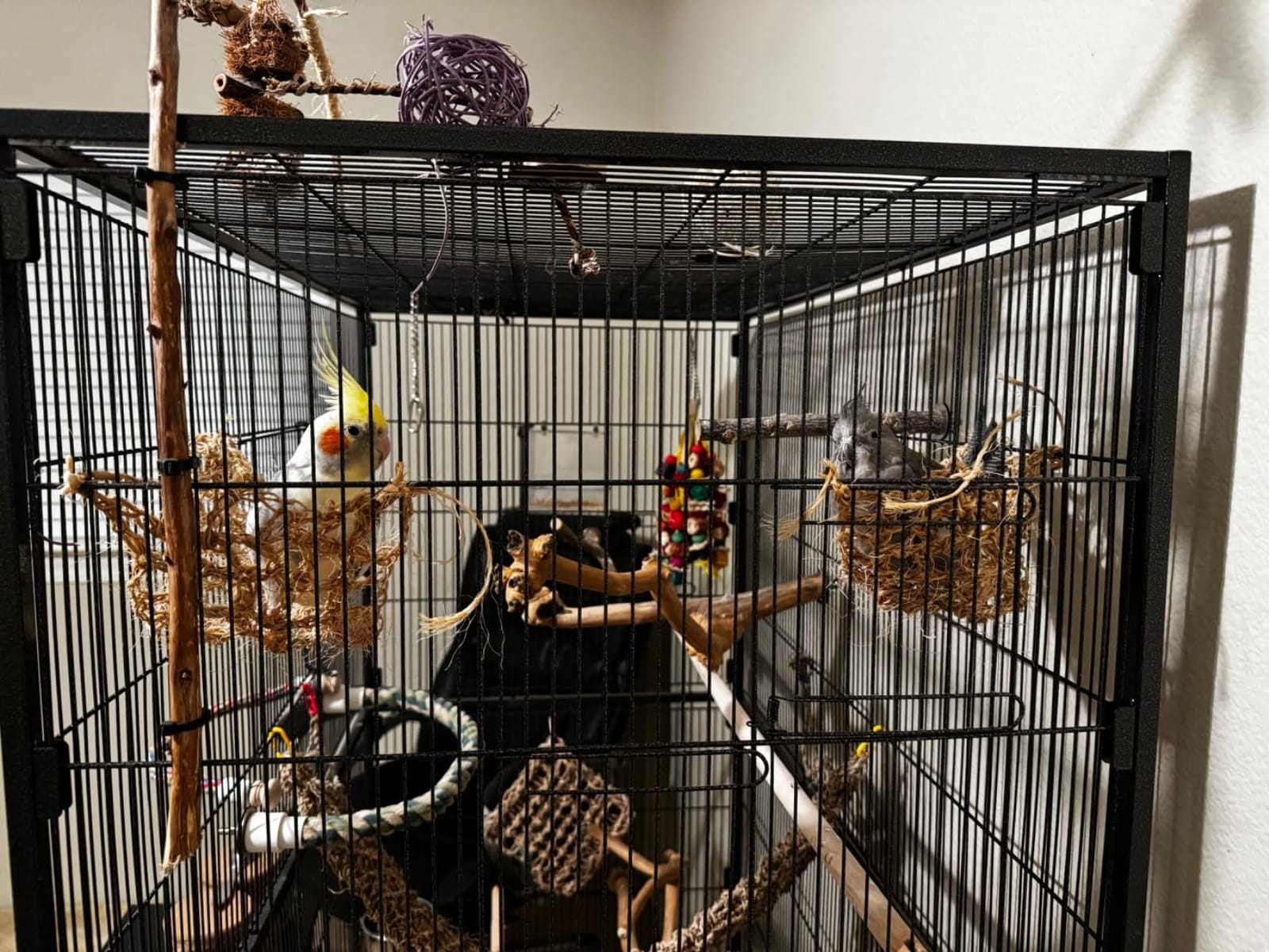 Prevue Hendryx Pet Products Wrought Iron Flight Cage - Big Rolling Bird Cage for Parakeets, Cockatiels, Conures, Lovebirds, Canaries, Finches, Parrotlets, & Caiques, 5 Ft - X-Large, Hammertone Black customer photo 1