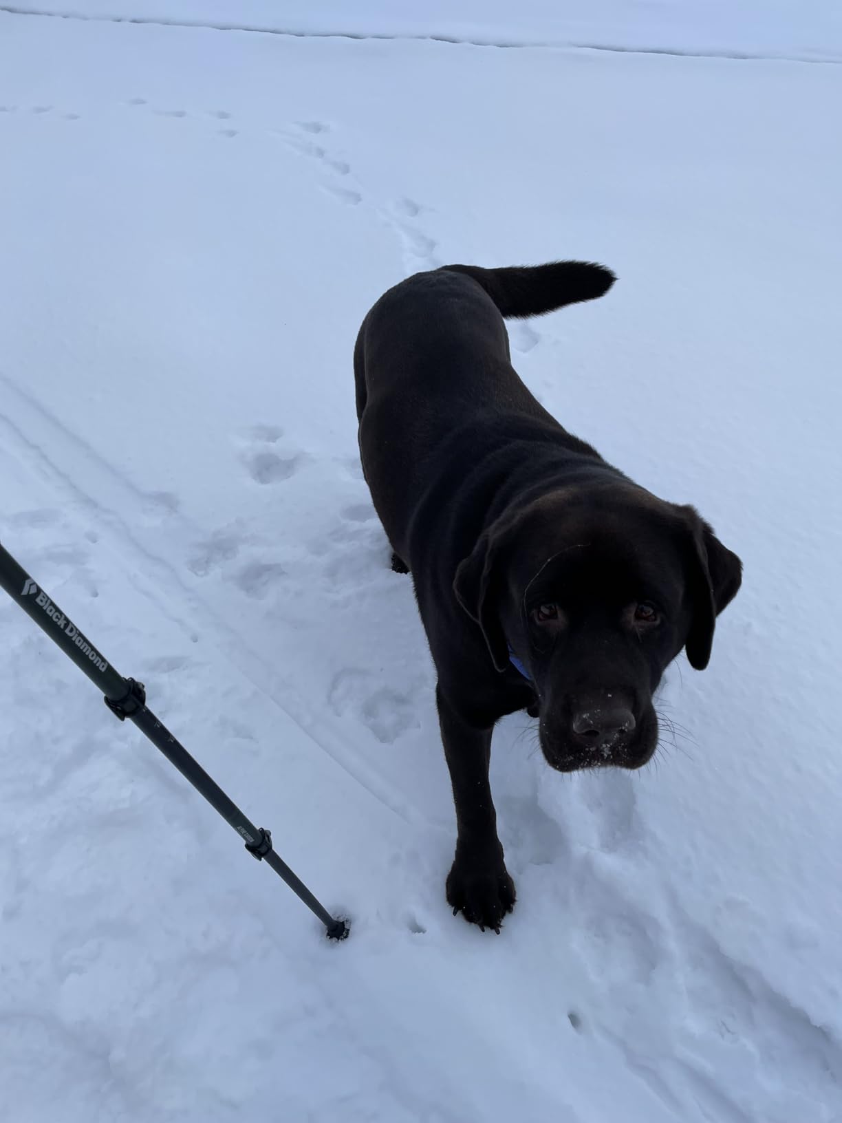 BLACK DIAMOND Alpine Carbon Cork Trekking Poles (Pair) | Ultralight Carbon Fiber | Natural Cork Grips | FlickLock Adjustability for Hiking & Mountaineering | Tundra customer photo 1