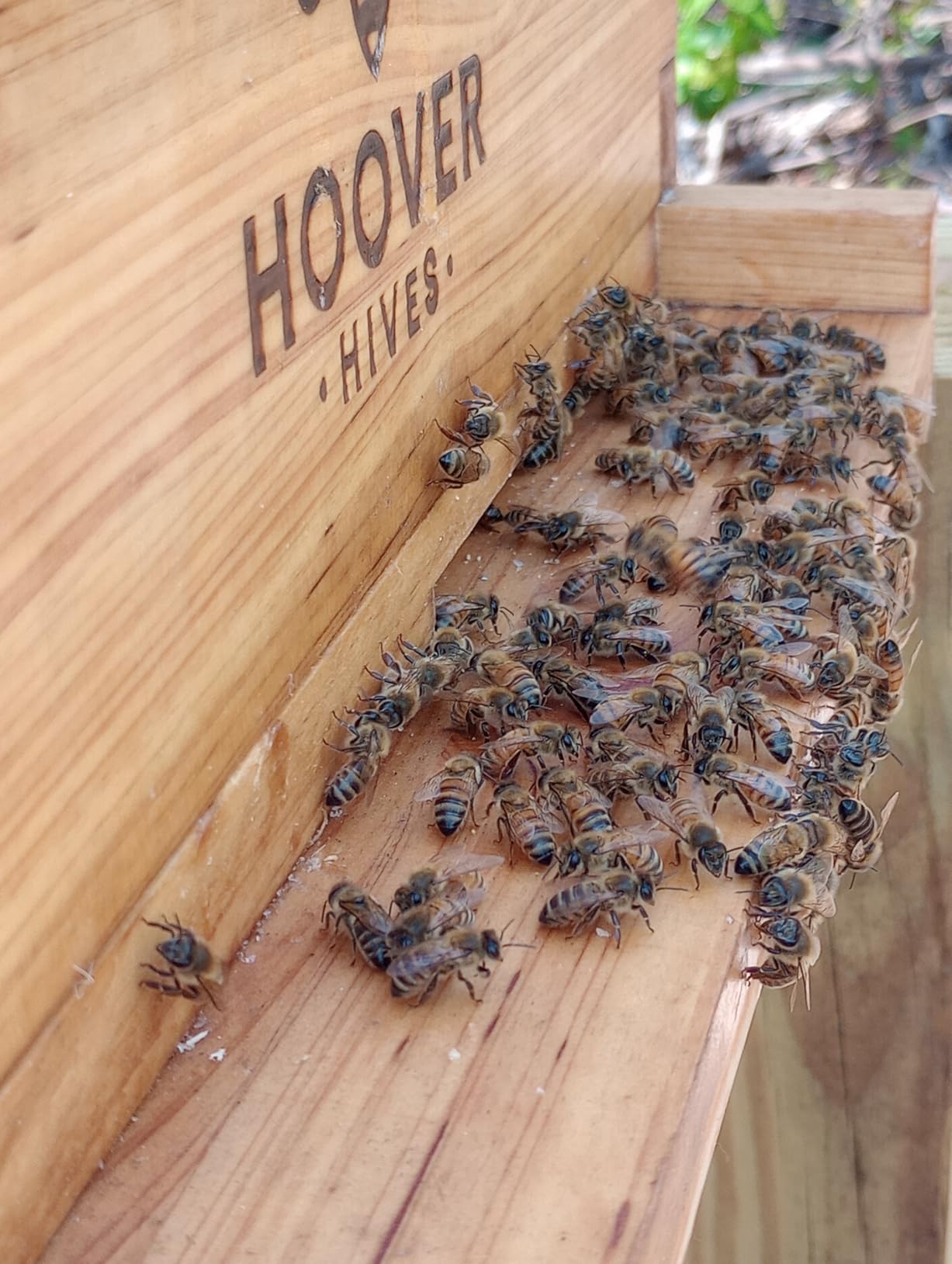 Hoover Hives: The Original Beeswax Coated Beehive Kit. Includes 2 Deep & 1 Medium Boxes with 10 Wooden Frames & Heavy Wax Coated Foundations. Easy Assembly with Predrilled Holes& Screws (Unassembled) customer photo 1