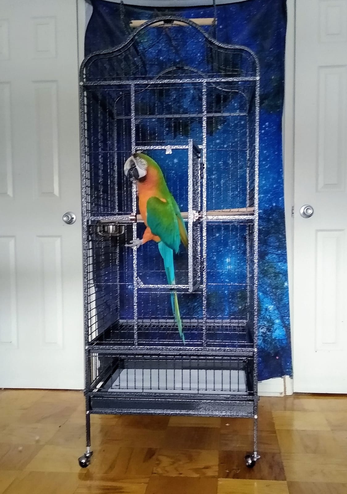 Yaheetech 63'' Bird Cage with Stand Wrought Iron Rolling Open Play Top Large Bird Cage for Mini Macaw African Grey Amazon Parrot customer photo 1