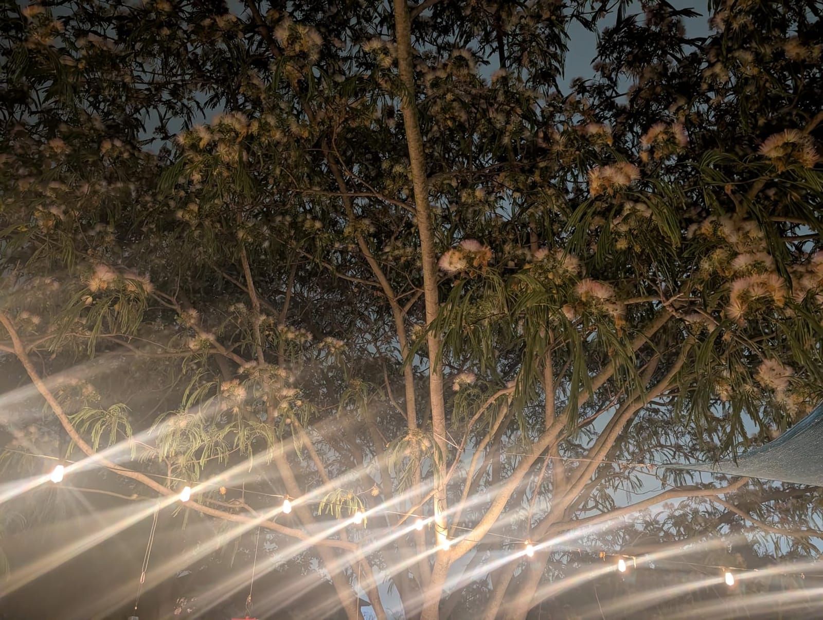 Brightever 100FT Outdoor String Lights 52 Bulbs, Waterproof Patio Lights with 2 Spare ST38 Edison Bulbs, Dimmable, Connectable Plug-in LED Outdoor Lighting for Porch, Garden, Backyard, Balcony, 2700K customer photo 1