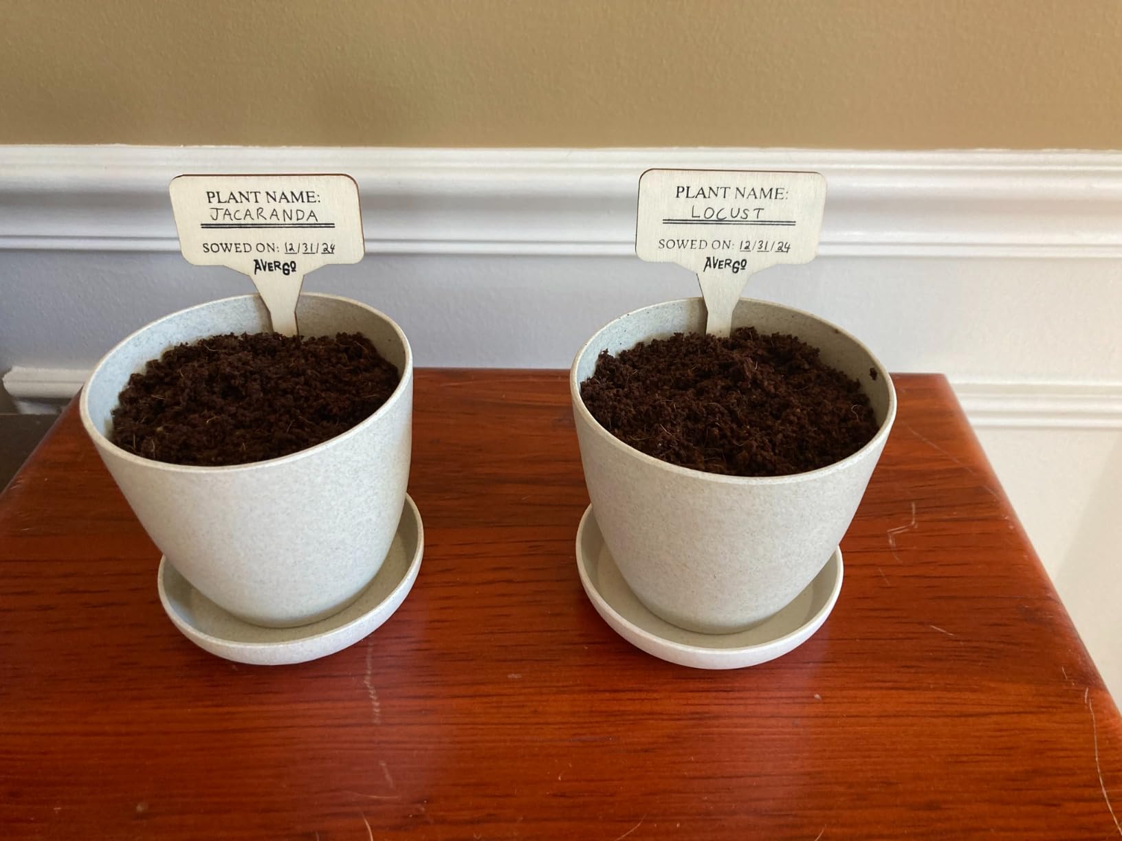 Bonsai Starter Kit - 2X Bonsai Tree | Complete Indoor Starter Kit for Growing Bonsai Plants with Tools & Planters - Gardening Gifts for Women & Men customer photo 1