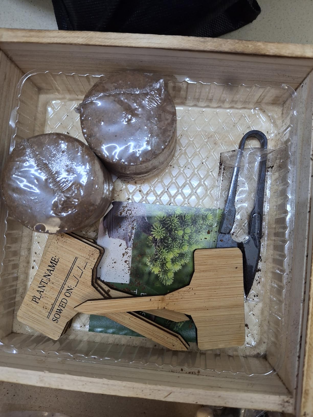 Bonsai Tree Starter Kit for Beginners - Indoor Live Plant Gardening Adult Craft DIY Kits - Unique Christmas, Birthday, White Elephant Gifts for Women, Men, Boys & Girls customer photo 2