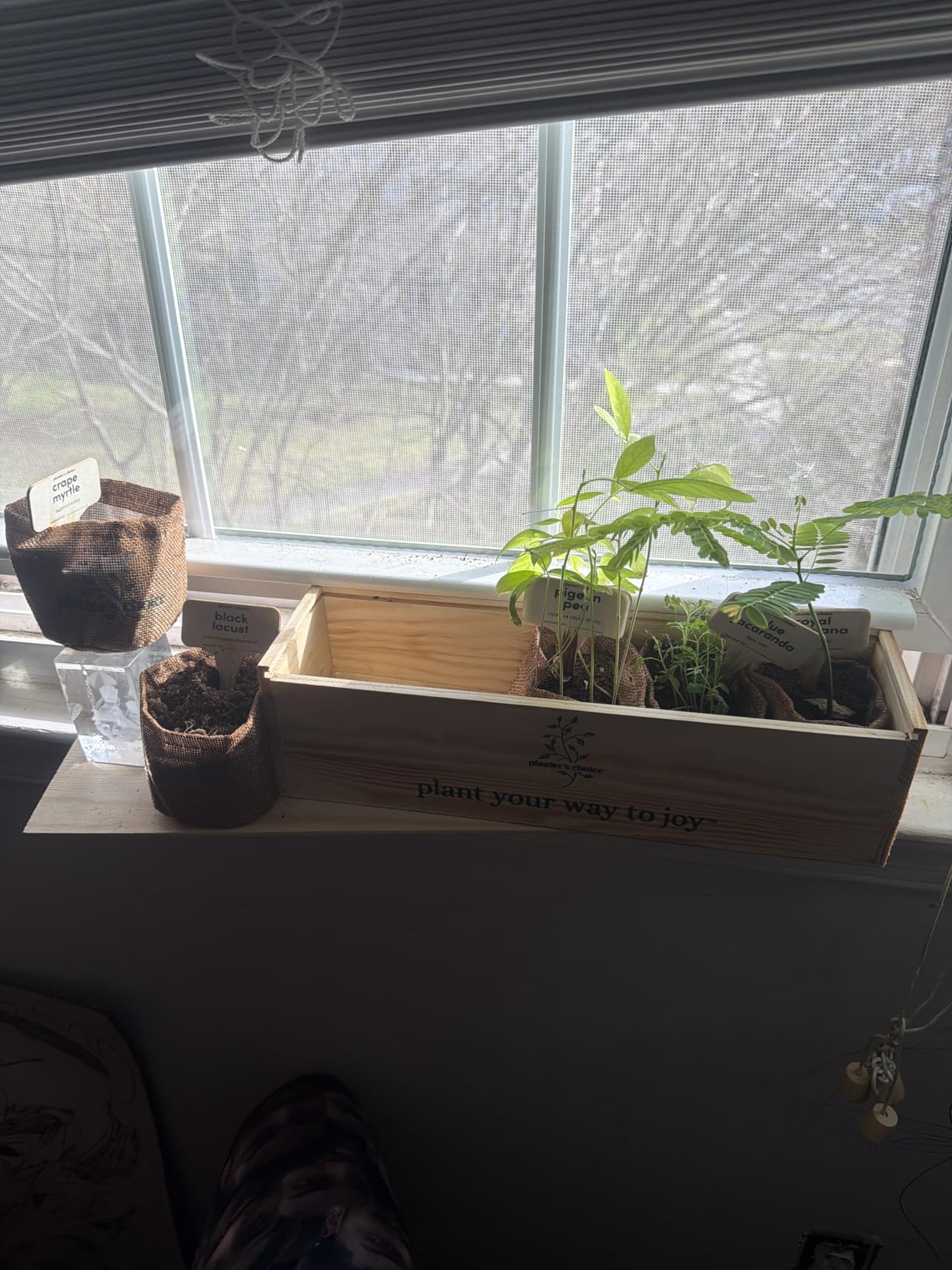 Bonsai Tree Starter Kit - Indoor Live House Plants - 5 Bonsai Tree customer photo 2